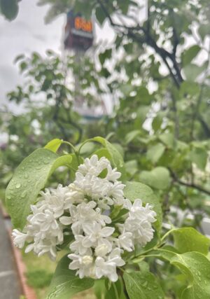 ライラック投稿写真