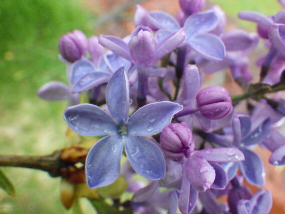 「ライラック情報」の画像