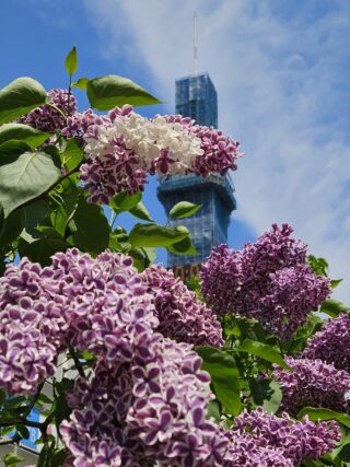 ライラック投稿写真　じゅあさんの「空を見上げて」