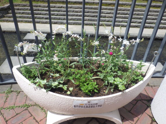 狸二条広場南側のコンテナ花壇の様子