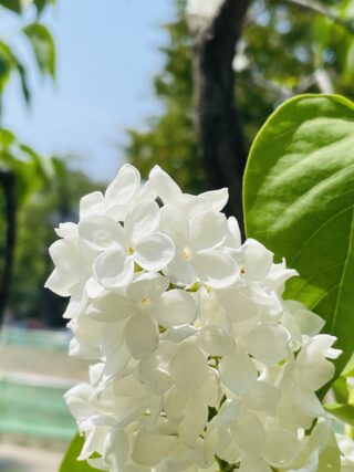 ライラック投稿写真　そらぷりんさんの「可憐」