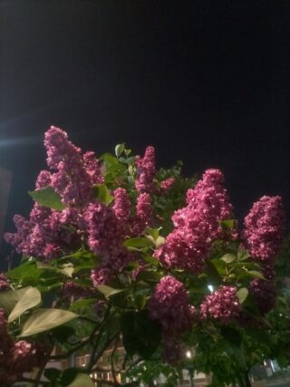 ライラック投稿写真　すーやんさんの「夜の創成川公園のライラック」