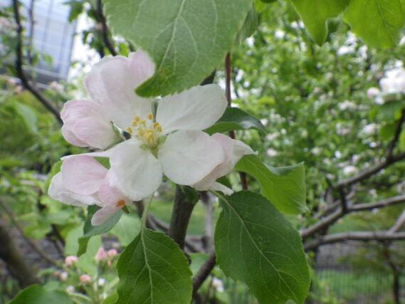 5月8日のリンゴの花の咲いている様子