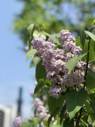 ライラック投稿写真　はるりほままさんの「日曜日のひととき」