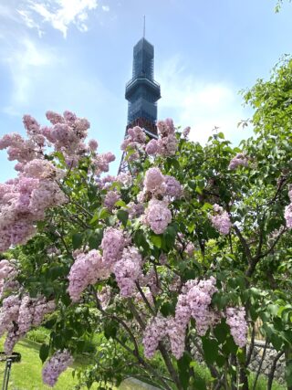 ライラック投稿写真　らびりんさんの「テレビ塔とライラック」