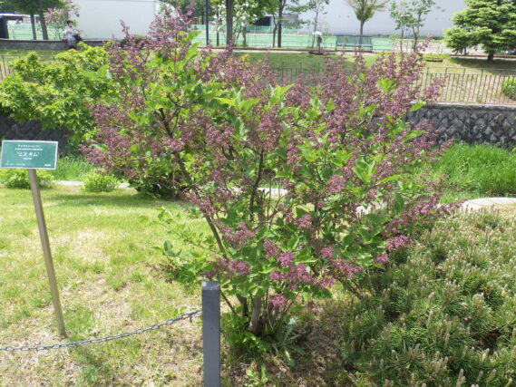 5月20日のミスキムの様子