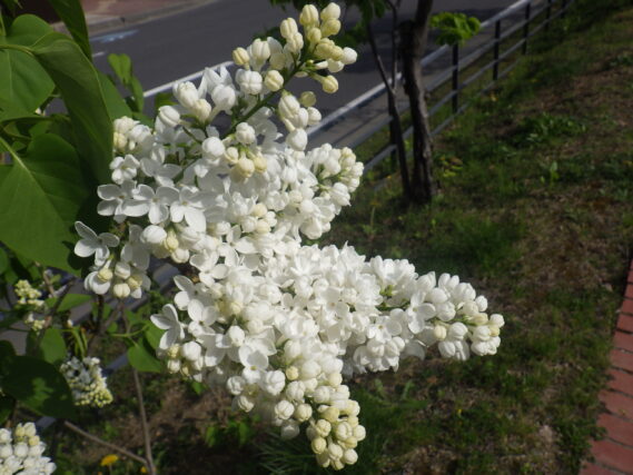 5月10日に咲いていたフレンチライラックのマダムフローレントステップマンの花