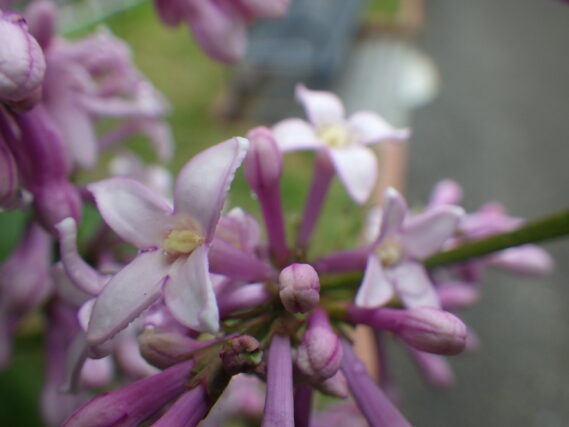 5月25日ウスゲシナハシドイの花