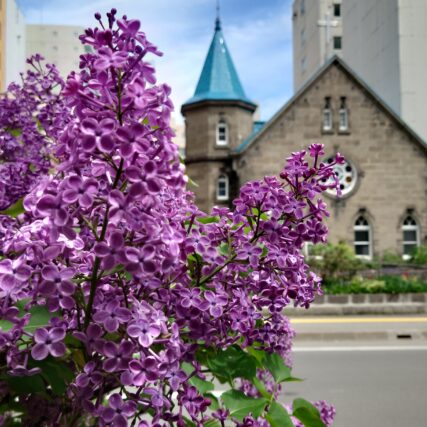 ライラック投稿写真　あまぐりさんの「ライラックと教会その2」