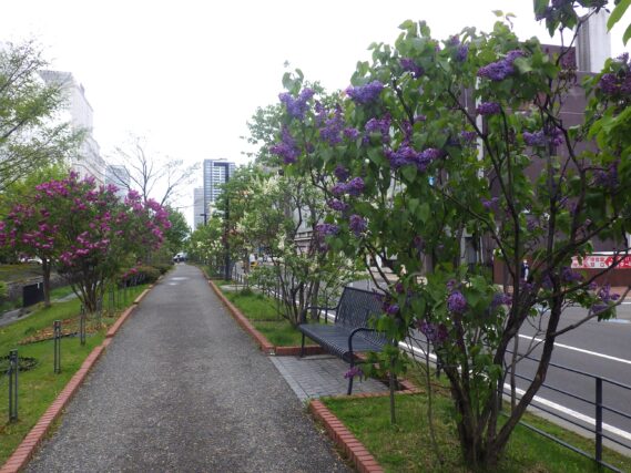 「ライラックと園内の花情報」の画像