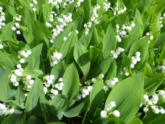 5月20日のスズランの様子