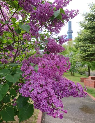 ライラック投稿写真　サブリナさんの「満開のライラック」