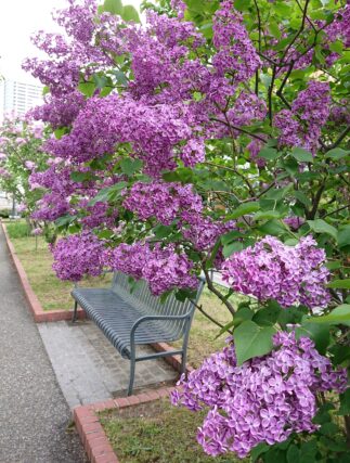 ライラック投稿写真　サブリナさんの「満開のライラック」