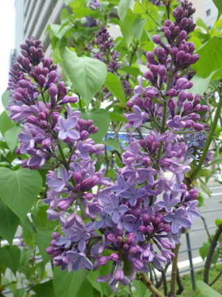 5月7日に咲いていた、フレンチライラックのプレジデントリンカーンの花