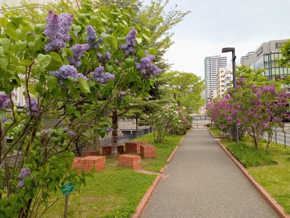 「ライラック次々開花」の画像