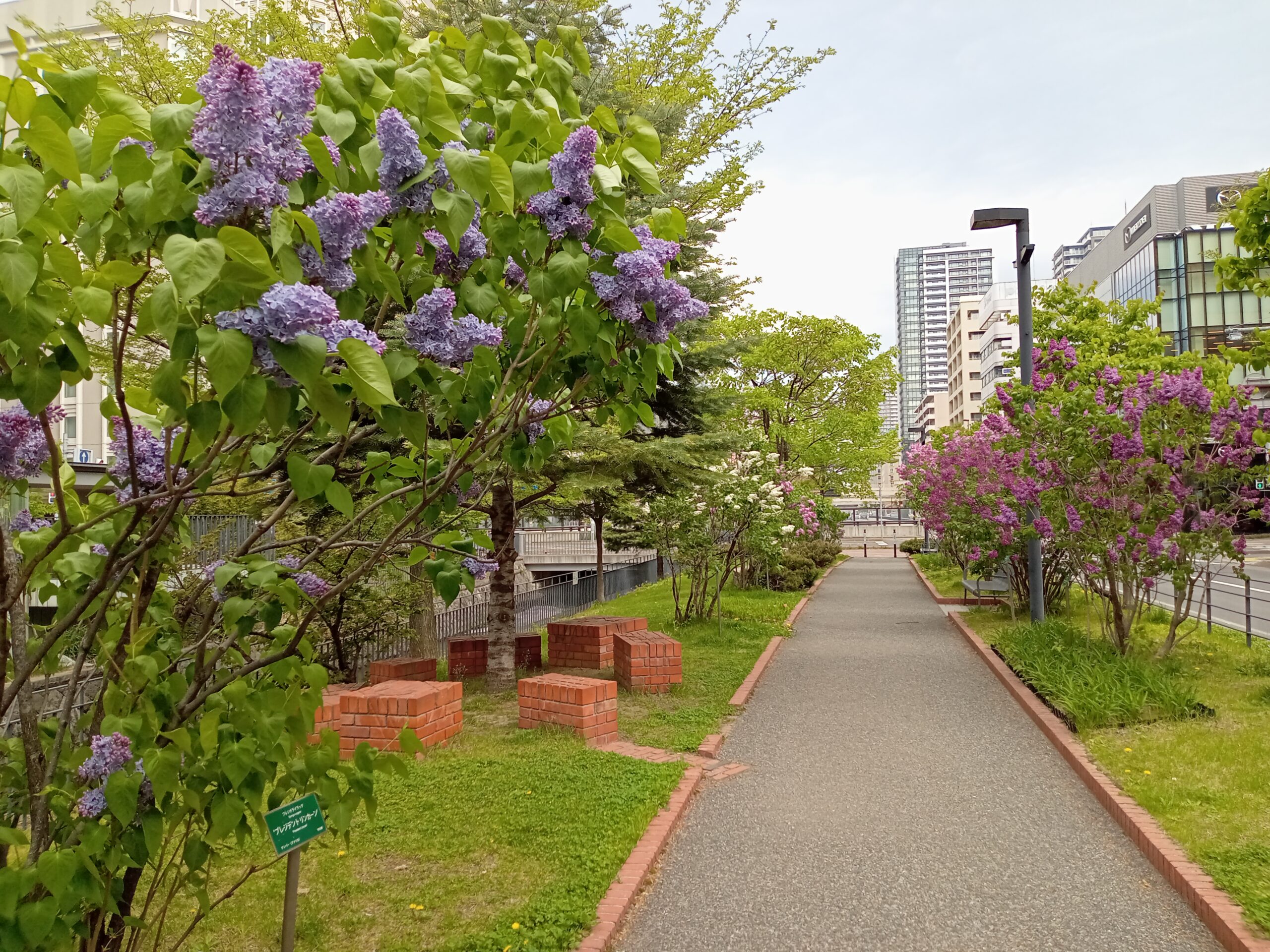 ライラック次々開花 | 創成川公園