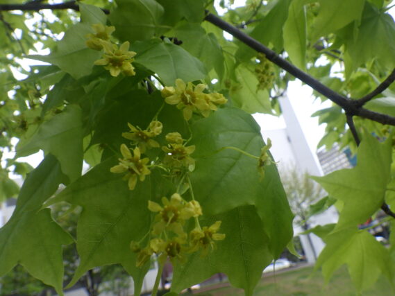 5月8日のイタヤカエデの花が咲いている様子