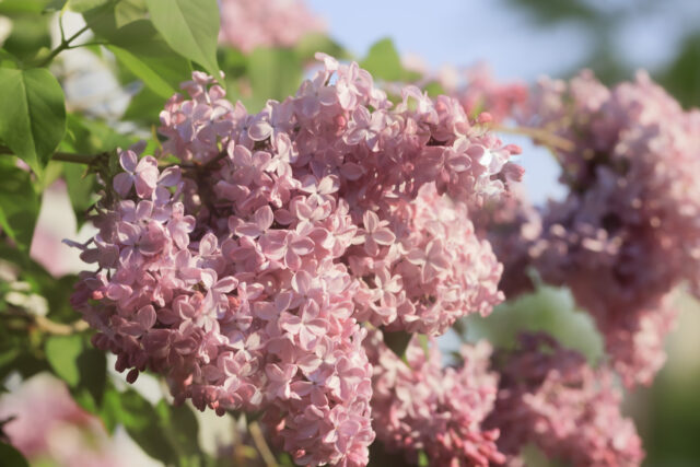 ライラック投稿写真　たけさんの「夕陽に照らされて」