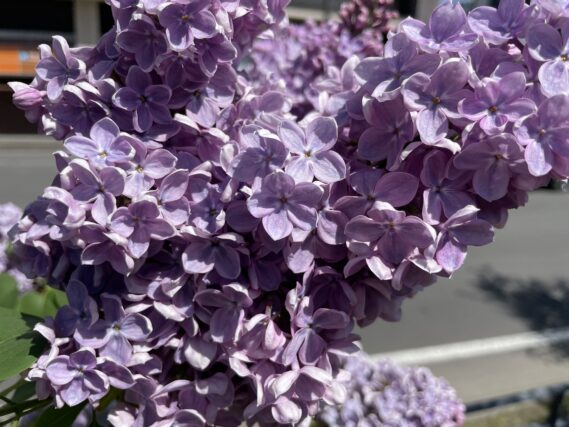 ライラック投稿写真　どんぐりさんの「happy happy happy!」