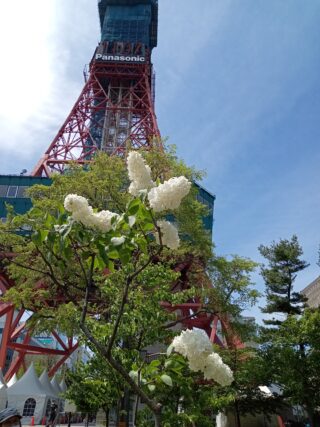 フレンチライラックのフローラ1953とテレビ塔