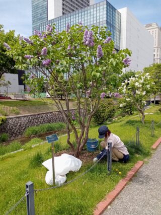 5月16日にライラックの除草をする花くらぶ