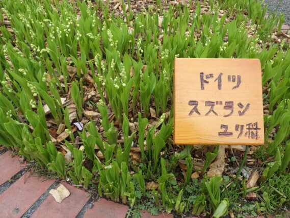 「今週の公園ボランティア」の画像
