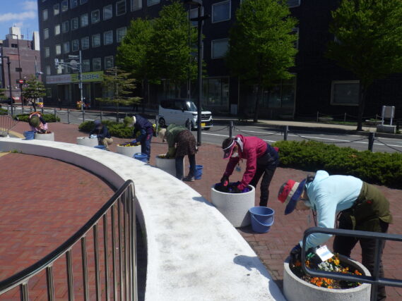 5月9日にまんなか広場のコンテナ花壇の花のお手入れをする花くらぶ