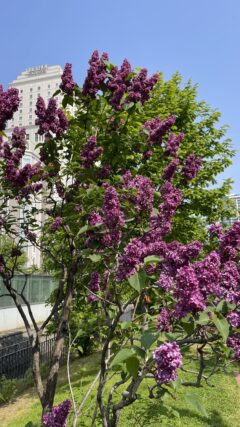 ライラック投稿写真　Yayoiさんの「見上げる空に旅の思い出」