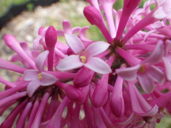 ミスカナダの花