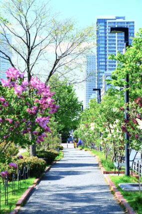 ライラック投稿写真　日野さんの「On the sunny side of the street」