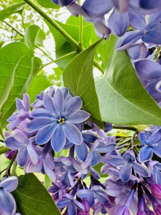 ライラック投稿写真　みっちゃんさんの「ラッキーライラック」