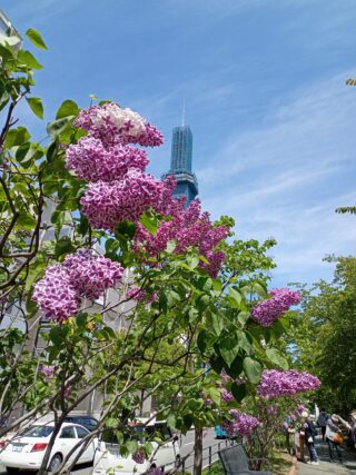 フレンチライラックのセンセーションとテレビ塔