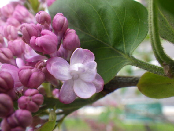 5月7日に咲いていた、フレンチライラックのベルドゥーナンシーの花