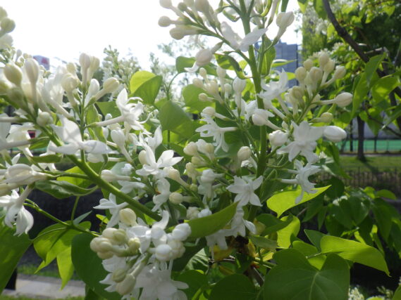5月10日に咲いていたフレンチライラックのジョンダンバーの花