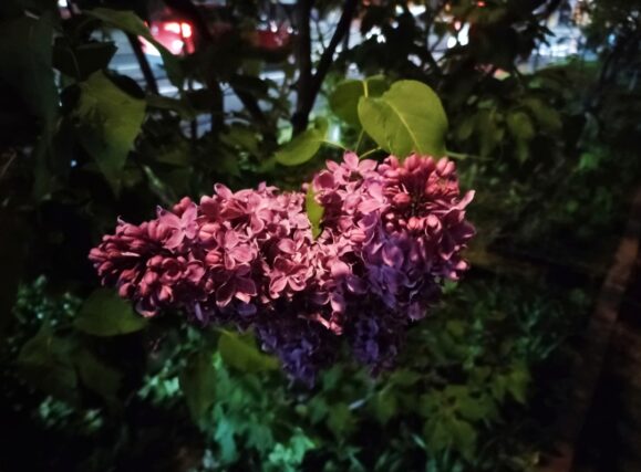 ライラック投稿写真　亜殊さんの「主役は私！」