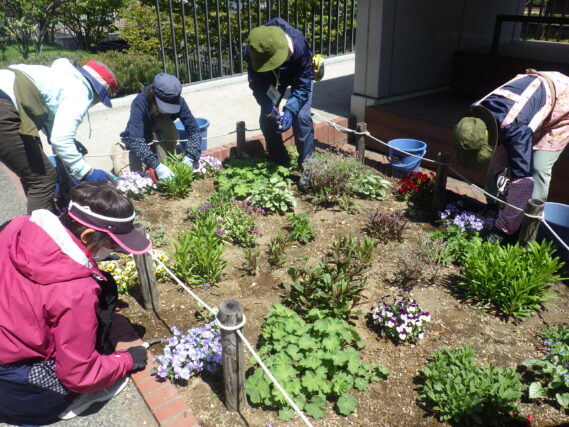 5月9日に花壇の花のお手入れをする花くらぶ