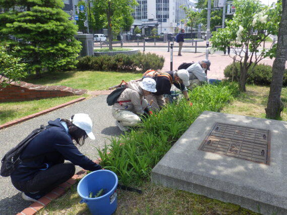 5月22日にヘメロカリス花壇の除草をするお助け隊
