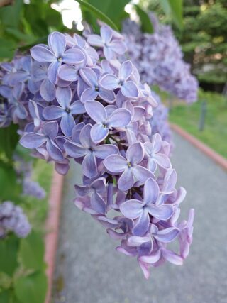 ライラック投稿写真　サブリナさんの「花びら3枚」