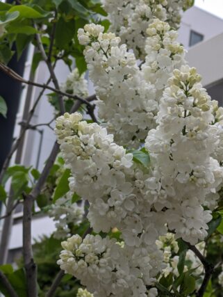 ライラック投稿写真　ひよりママさんの「マダムフローレントステップマン」