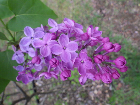 5月7日に咲いていた、早咲きライラックのアセシッピーの花