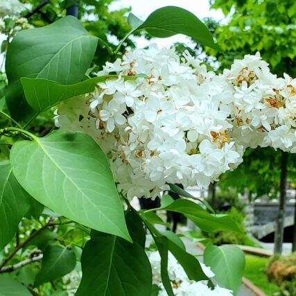 ライラック投稿写真　midoricoさんの「ジェネラル・シュリダン」