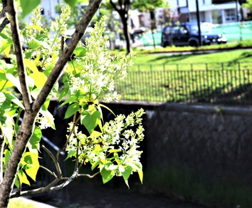 ライラック投稿写真　あぶさんさんの「ジョンダンバー」