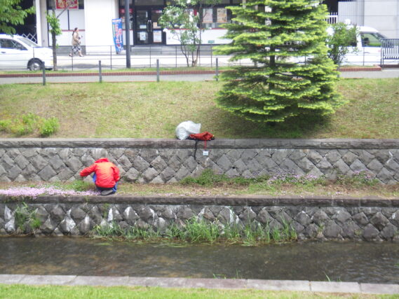 5月17日にタイムの除草をする除草ボランティア