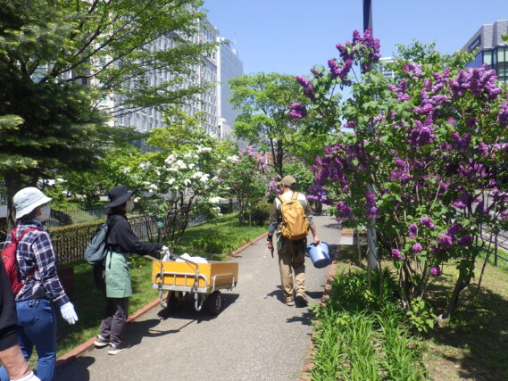 5月14日に園内のライラックを調査する植物ボランティア