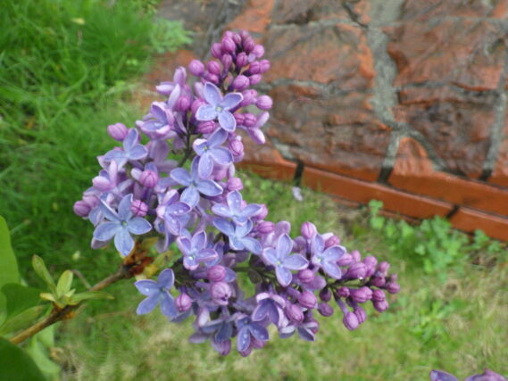 5月7日に咲いていた、フレンチライラックのプレジデントリンカーンの花の中にラッキーライラックが混ざっている様子
