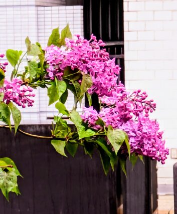 ライラック投稿写真　めろんちゃんさんの「可憐なライラックの花です」