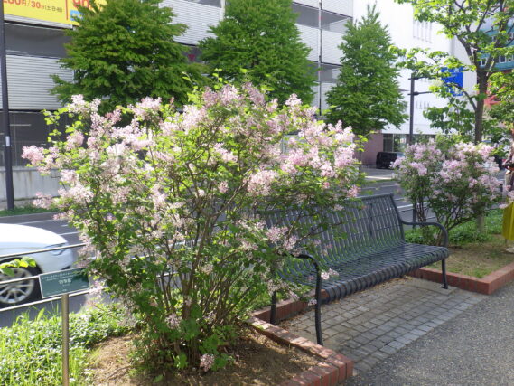 5月20日の四季藍の様子