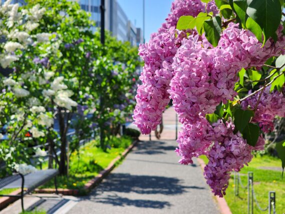 ライラック投稿写真