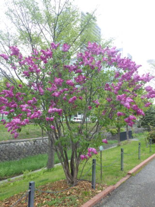 5月8日の早咲きライラック「エスタースティリー」の様子