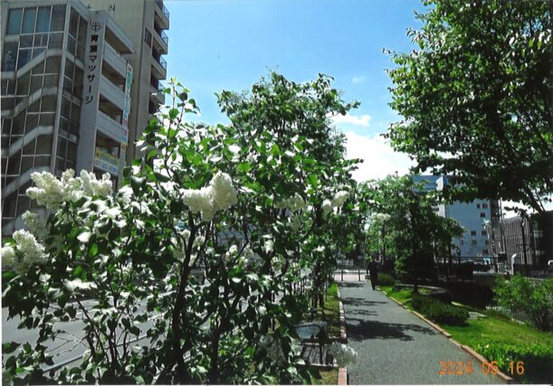 ライラック投稿写真　ももさきさんの「創成川公園のライラック1」